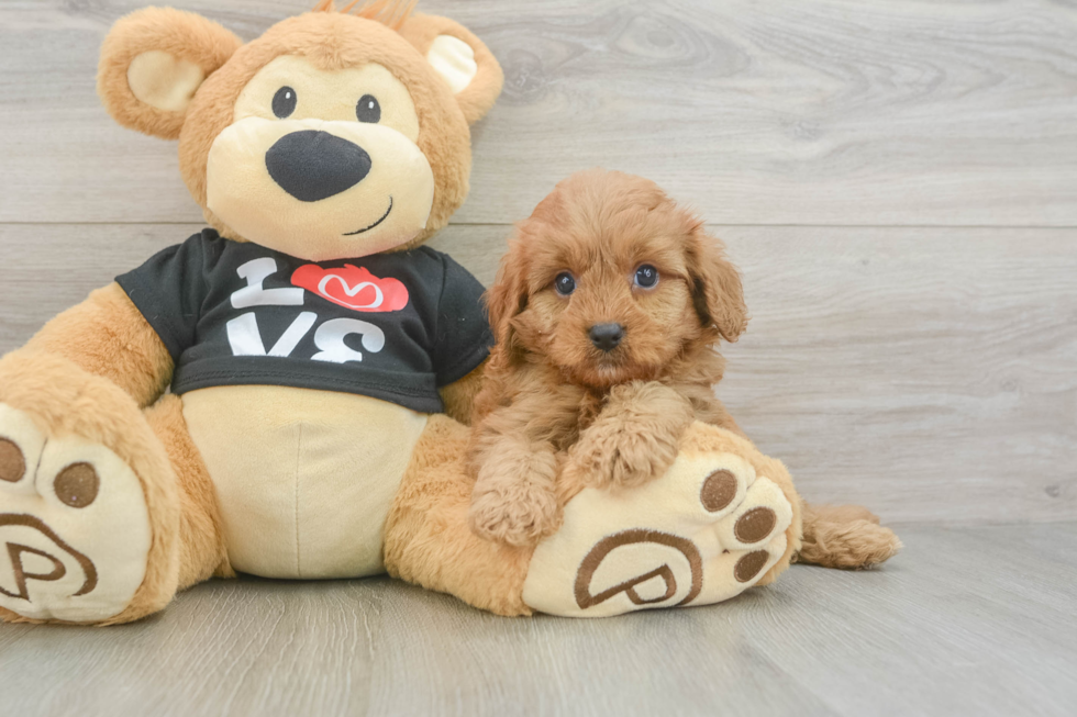 Fluffy Cavapoo Poodle Mix Pup