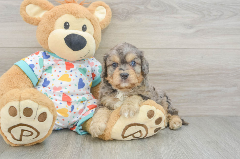 5 week old Cavapoo Puppy For Sale - Puppy Love PR