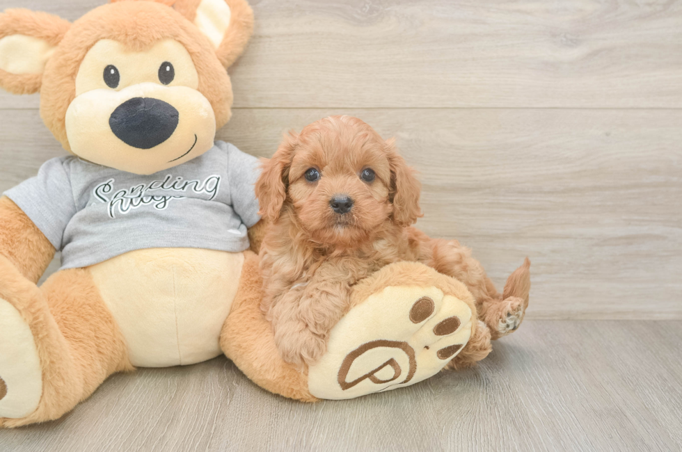 5 week old Cavapoo Puppy For Sale - Puppy Love PR