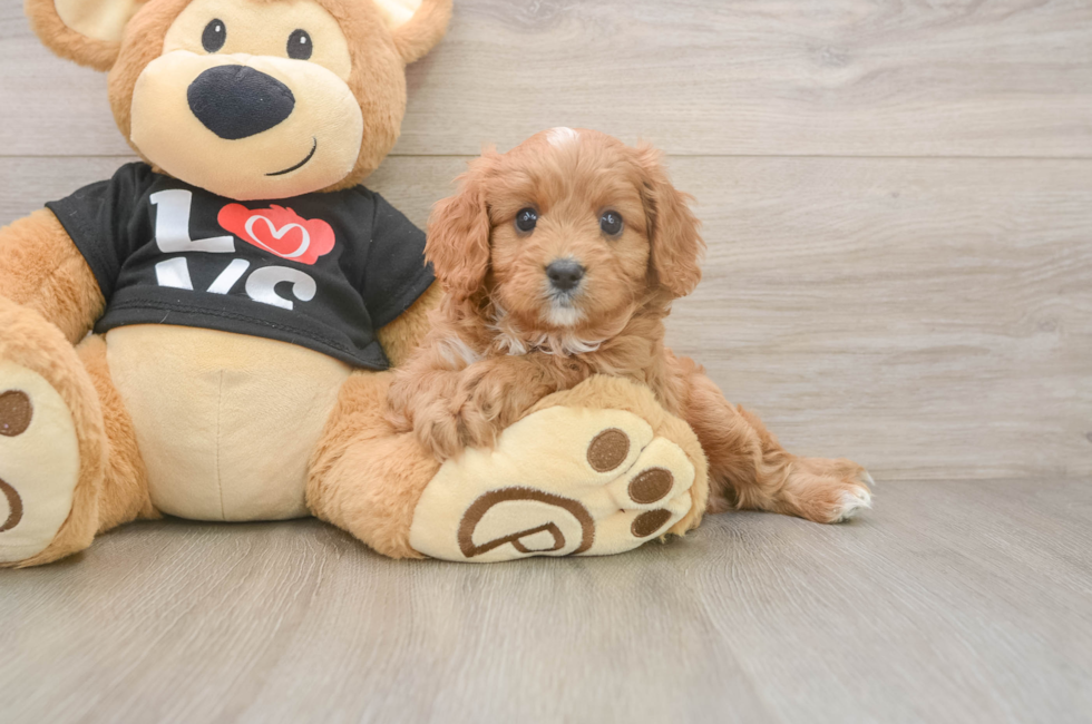 6 week old Cavapoo Puppy For Sale - Puppy Love PR