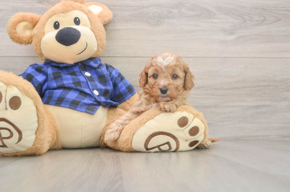 5 week old Cavapoo Puppy For Sale - Puppy Love PR