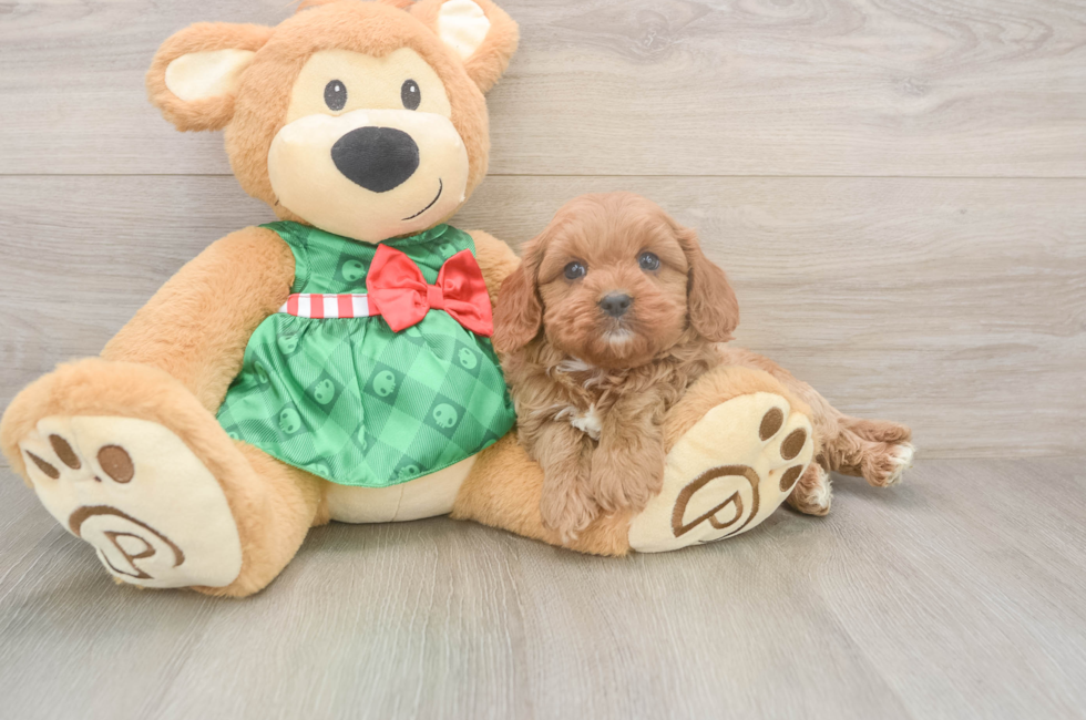 6 week old Cavapoo Puppy For Sale - Puppy Love PR