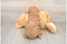 Cavapoo Pup Being Cute