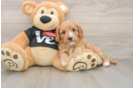 Little Cavipoo Poodle Mix Puppy