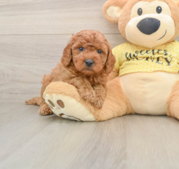 7 week old Cavapoo Puppy For Sale - Puppy Love PR