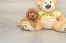 Cavapoo Pup Being Cute
