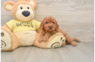Best Cavapoo Baby