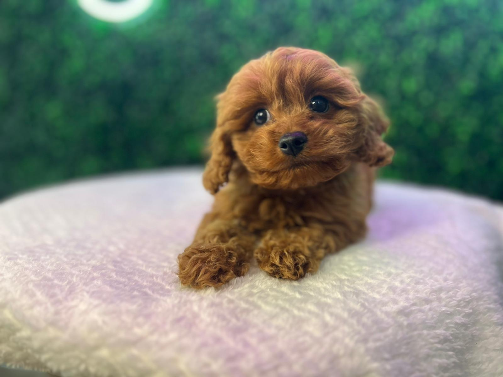 Best Cavapoo Baby