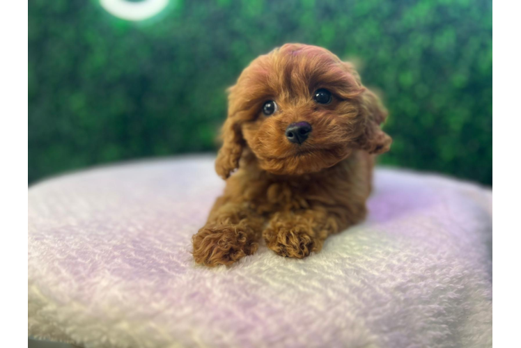 Meet Jared - our Cavapoo Puppy Photo 1/4 - Puppy Love PR Best Cavapoo Baby