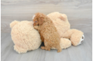 Best Cavapoo Baby