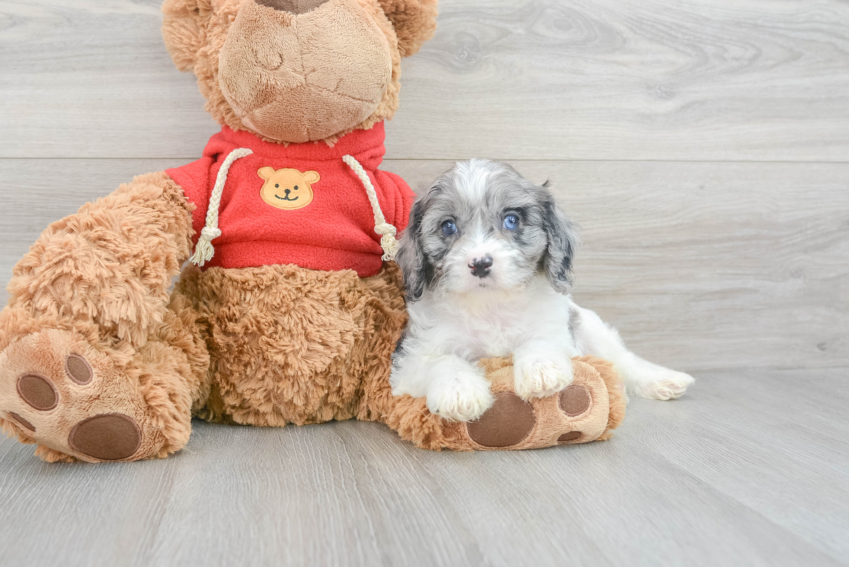 Adorable Cavoodle Poodle Mix Puppy