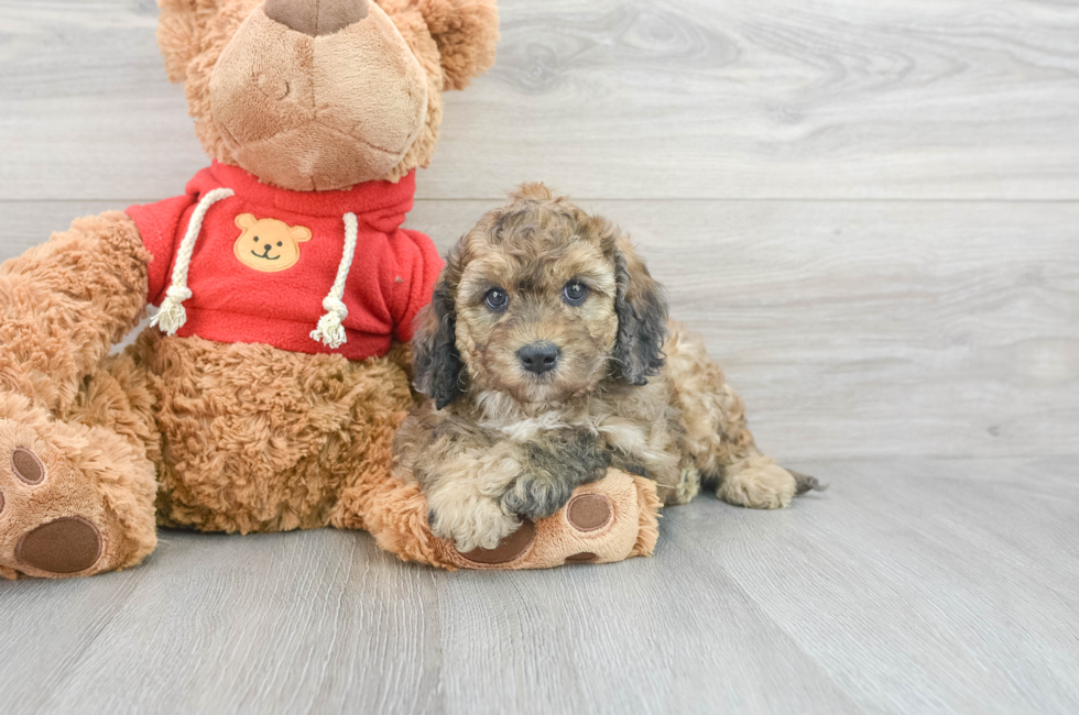 9 week old Cavapoo Puppy For Sale - Puppy Love PR