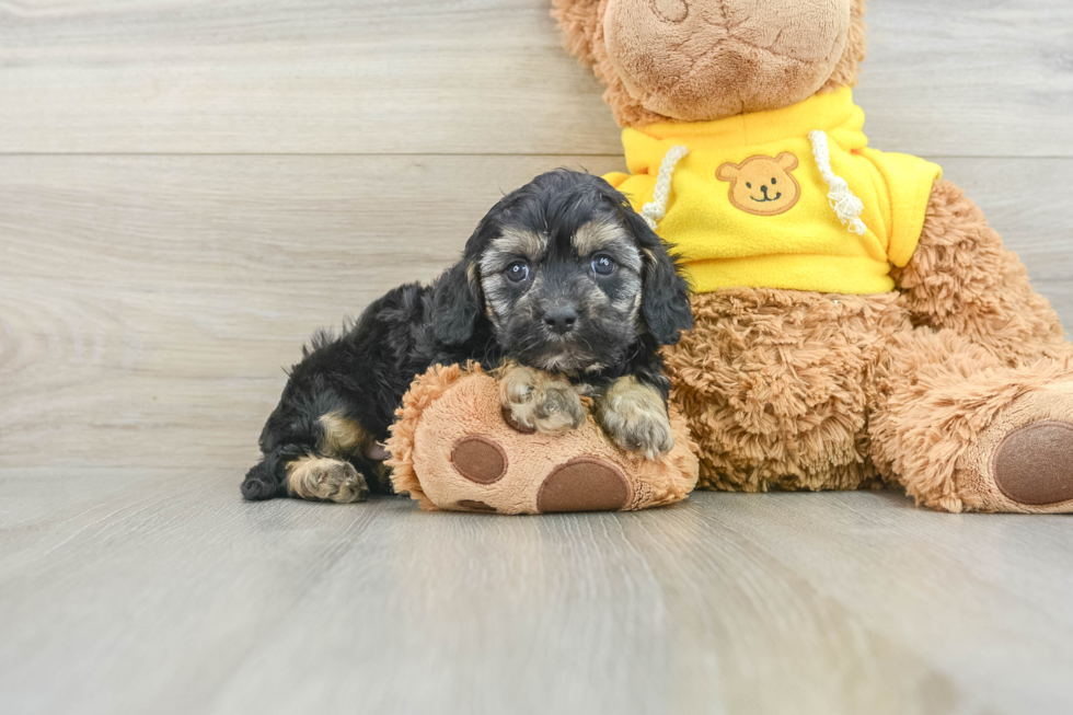 Best Cavapoo Baby