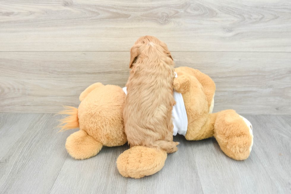 Fluffy Cavapoo Poodle Mix Pup