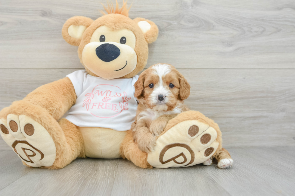 6 week old Cavapoo Puppy For Sale - Puppy Love PR