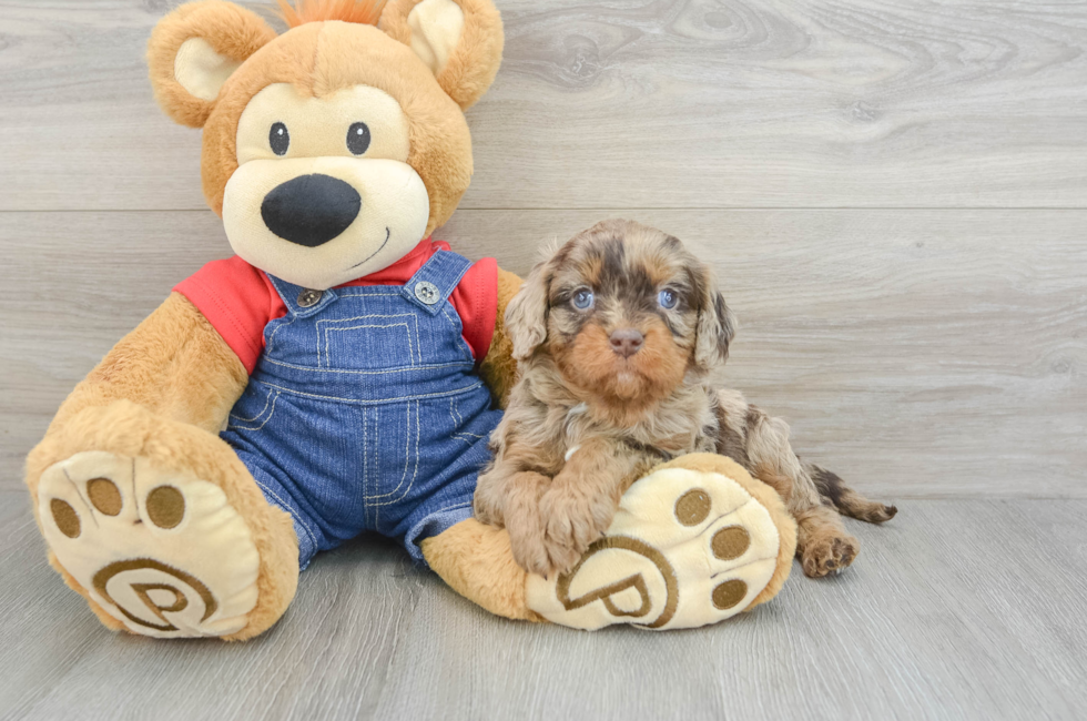 5 week old Cavapoo Puppy For Sale - Puppy Love PR