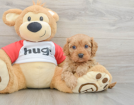 7 week old Cavapoo Puppy For Sale - Puppy Love PR