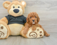 8 week old Cavapoo Puppy For Sale - Puppy Love PR