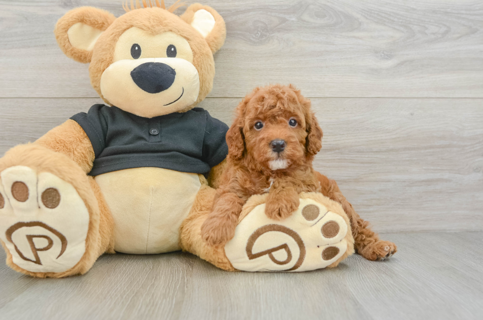 7 week old Cavapoo Puppy For Sale - Puppy Love PR