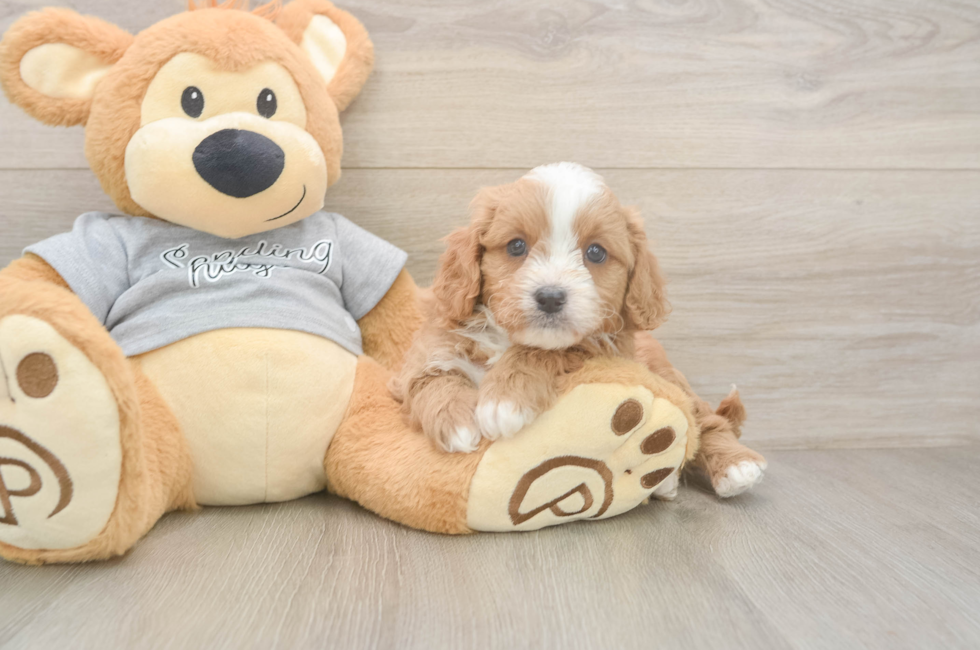 5 week old Cavapoo Puppy For Sale - Puppy Love PR