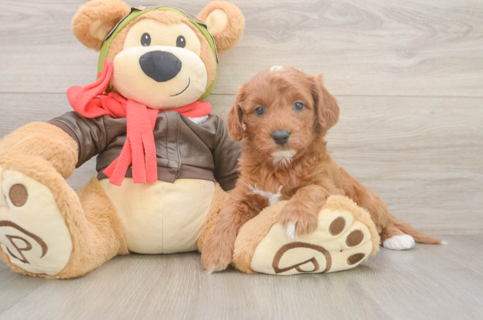 5 week old Cavapoo Puppy For Sale - Puppy Love PR