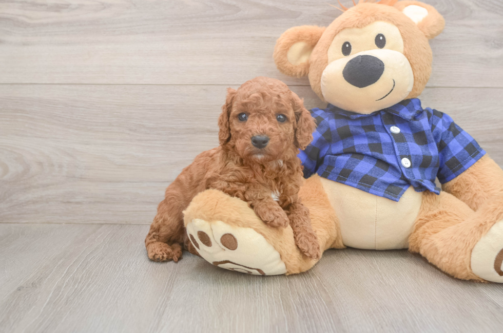 5 week old Cavapoo Puppy For Sale - Puppy Love PR