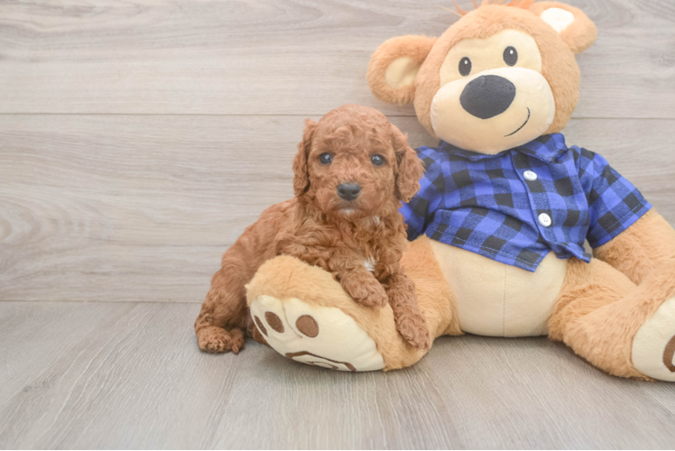 Meet Jared - our Cavapoo Puppy Photo 1/3 - Puppy Love PR Smart Cavapoo Poodle Mix Pup