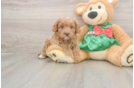 Best Cavapoo Baby