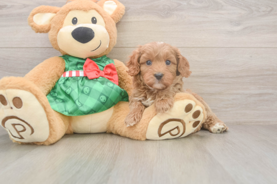 Cavapoo Puppy for Adoption