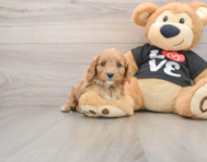 7 week old Cavapoo Puppy For Sale - Puppy Love PR