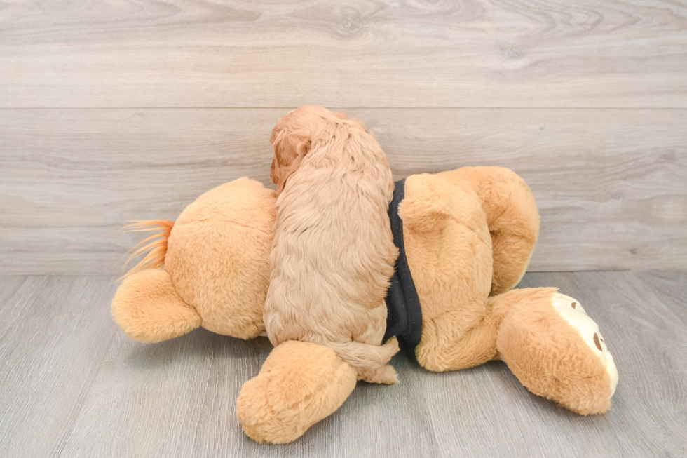 Cavapoo Pup Being Cute