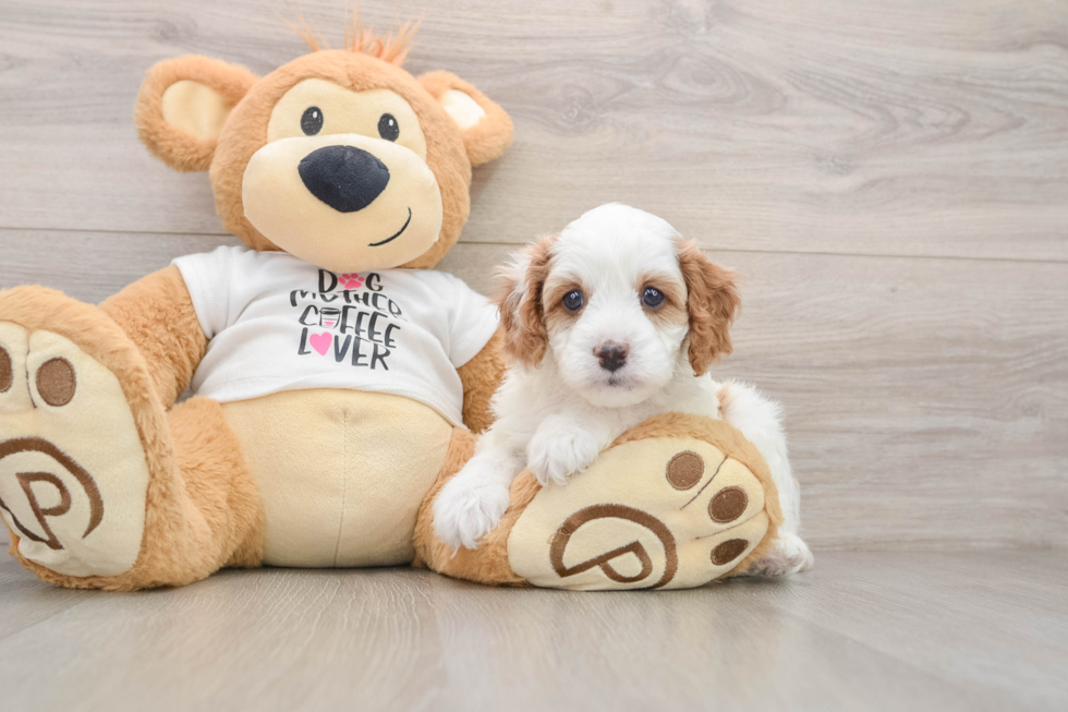 Cavapoo Puppy for Adoption
