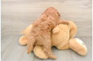 Cavapoo Puppy for Adoption