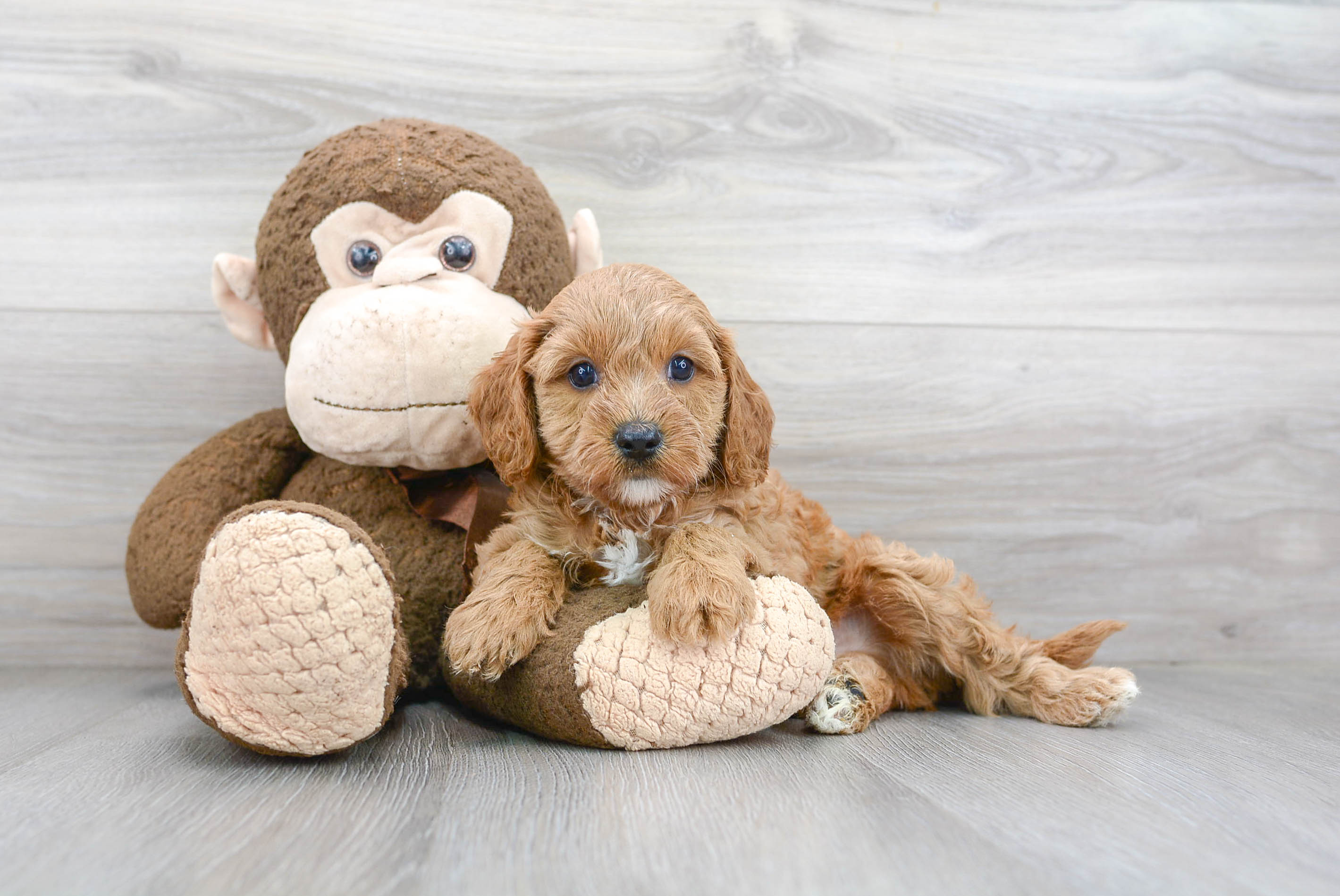 Cute Cavapoo Poodle Mix Pup