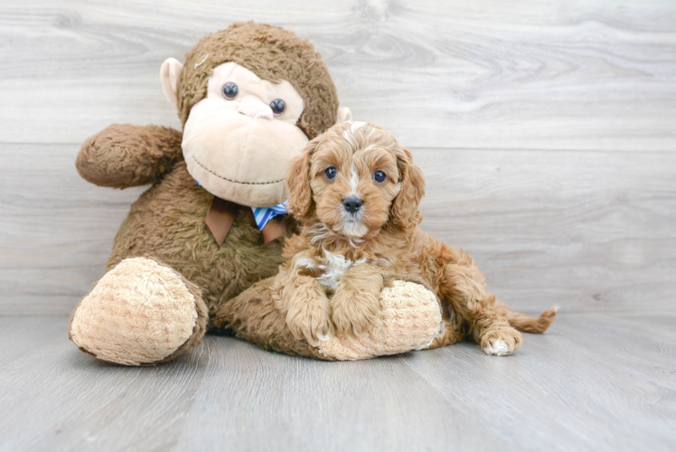 Cute Cavapoo Poodle Mix Pup