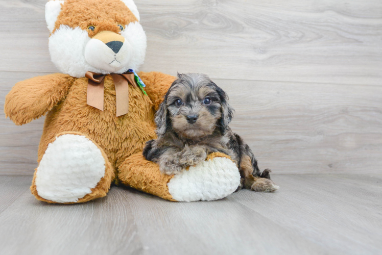 Meet Jared - our Cavapoo Puppy Photo 1/3 - Puppy Love PR Best Cavapoo Baby