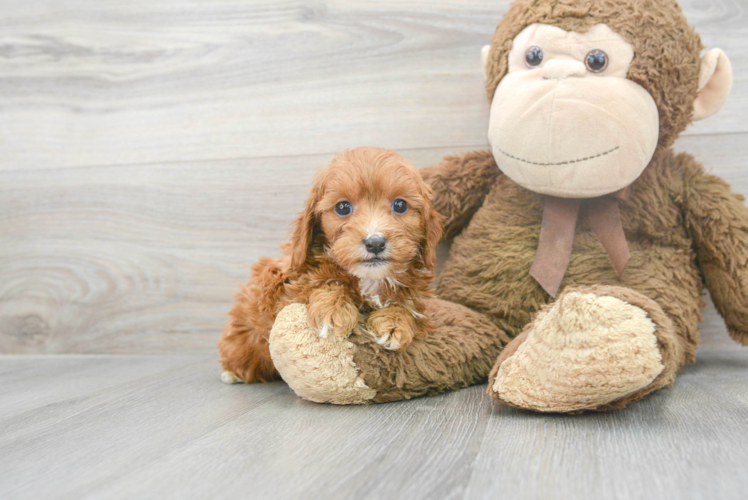 Sweet Cavapoo Baby