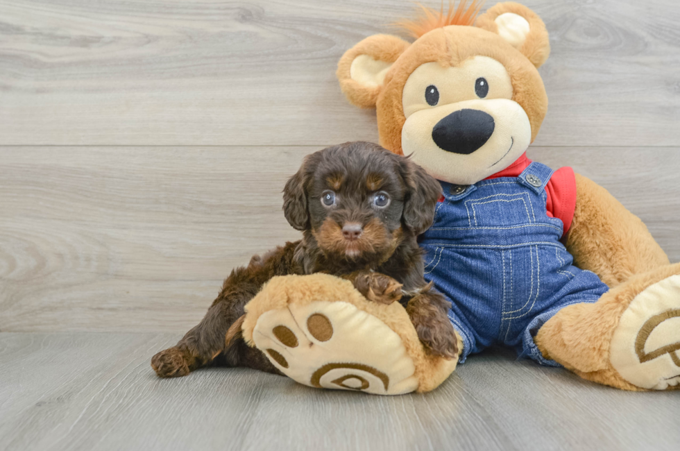 5 week old Cavapoo Puppy For Sale - Puppy Love PR