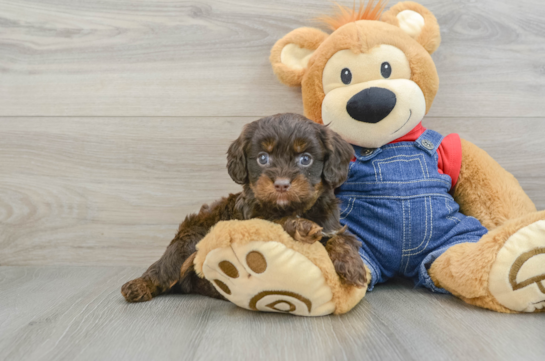 Cavapoo Puppy for Adoption