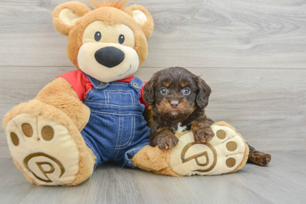 Hypoallergenic Cavadoodle Poodle Mix Puppy