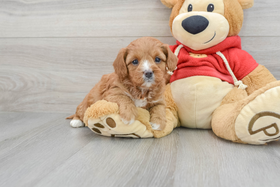 Sweet Cavapoo Baby