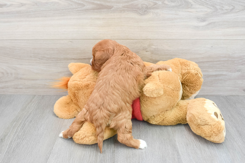 Hypoallergenic Cavoodle Poodle Mix Puppy