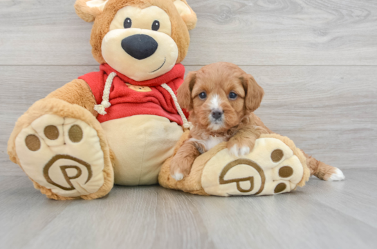 Best Cavapoo Baby