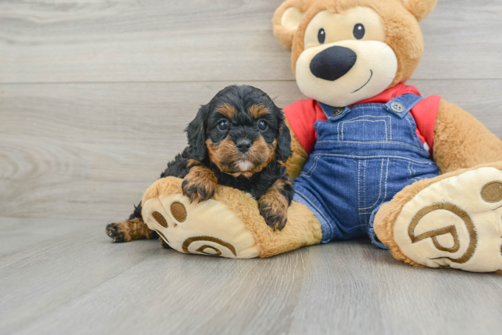 Small Cavapoo Baby