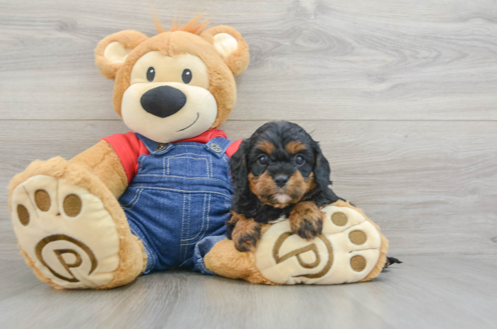 5 week old Cavapoo Puppy For Sale - Puppy Love PR