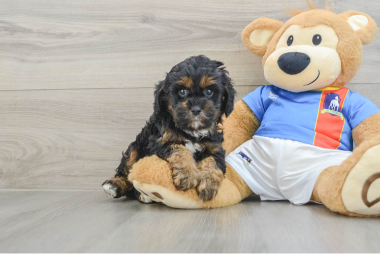 Funny Cavapoo Poodle Mix Pup