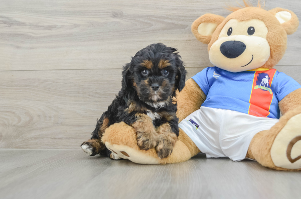 7 week old Cavapoo Puppy For Sale - Puppy Love PR