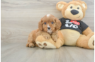 Cavapoo Puppy for Adoption