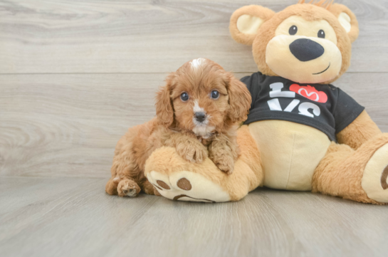 Cavapoo Puppy for Adoption