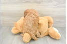 Small Cavapoo Baby